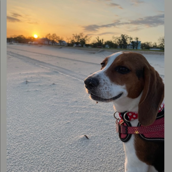 Meet your Posher, Mandy - Picture 1 of 1